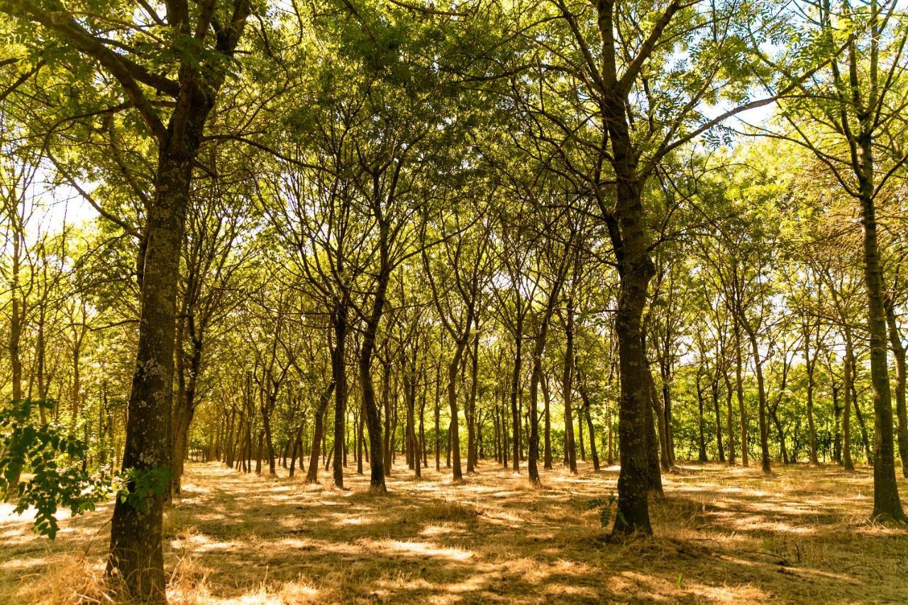 Il Podere Del Germano Reale Coriano Exterior foto